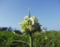 Allium ampeloprasum