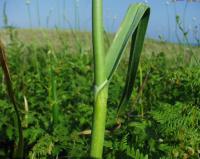 Allium ampeloprasum