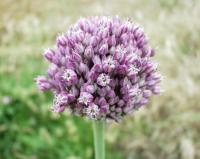 Allium ampeloprasum