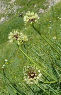 Allium victorialis