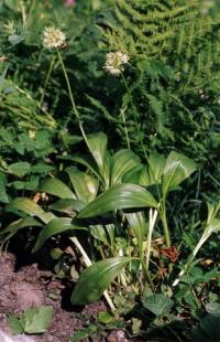 Allium victorialis