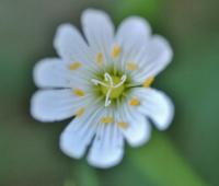 Stellaria holostea