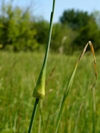 Allium oleraceum