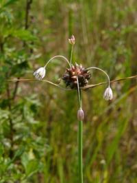 Allium oleraceum