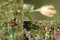 Allium oleraceum