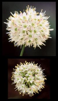 Allium ericetorum