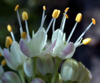 Allium ericetorum