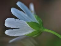 Stellaria holostea