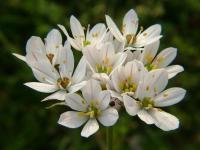 Allium subhirsutum