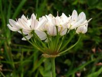 Allium subhirsutum