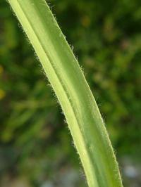 Allium subhirsutum