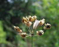 Allium moschatum