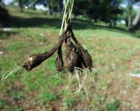 Allium moschatum