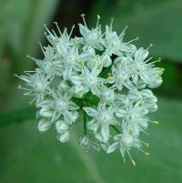 Allium cepa