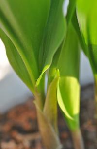 Convallaria majalis