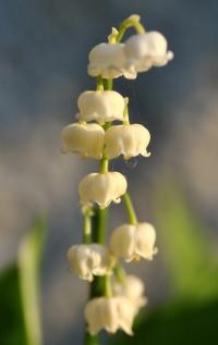 Convallaria majalis