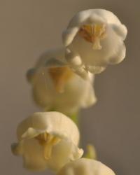 Convallaria majalis