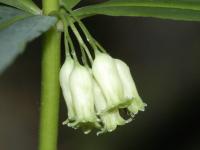 Polygonatum verticillatum