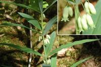 Polygonatum verticillatum