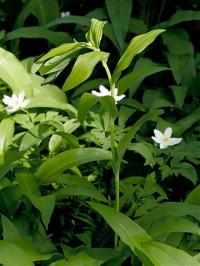 Polygonatum multiflorum