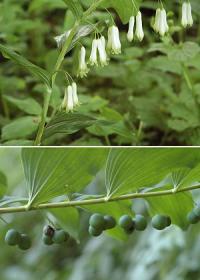 Polygonatum multiflorum