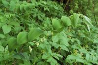 Polygonatum multiflorum