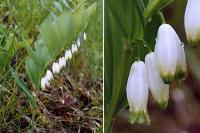 Polygonatum odoratum