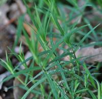 Stellaria holostea