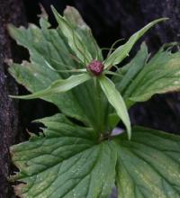 Paris quadrifolia