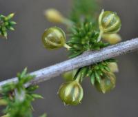 Asparagus acutifolius