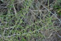 Asparagus acutifolius