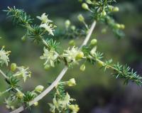 Asparagus acutifolius