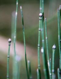 Equisetum variegatum