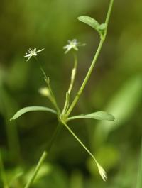 Stellaria alsine