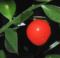 Ruscus aculeatus