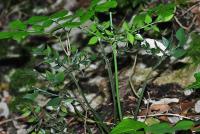 Ruscus aculeatus