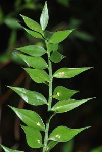 Ruscus aculeatus