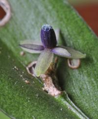 Ruscus aculeatus