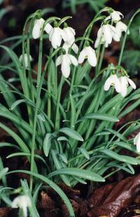 Galanthus nivalis