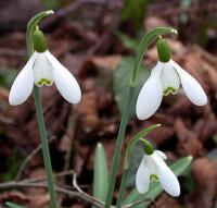 Galanthus nivalis