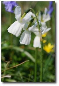 Narcissus triandrus