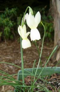 Narcissus triandrus