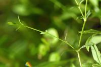 Stellaria alsine