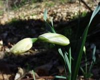 Narcissus poeticus