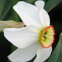 Narcissus poeticus