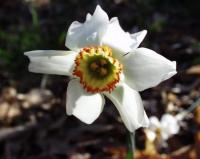 Narcissus poeticus