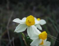 Narcissus tazetta