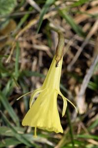 Narcissus bulbocodium subsp. citrinus