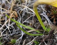 Narcissus bulbocodium subsp. citrinus