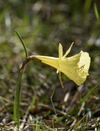 Narcissus bulbocodium subsp. citrinus